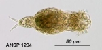 Encentrum glaucum
