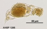 Encentrum marinum