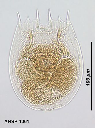 Notholca squamula