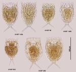Lecane stichaea