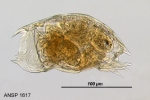 Mytilina mucronata