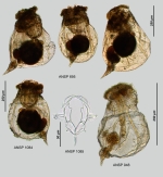 Asplanchnopus dahlgreni
