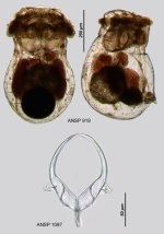 Asplanchnopus multiceps