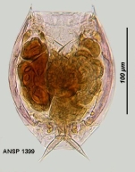 Lecane depressa