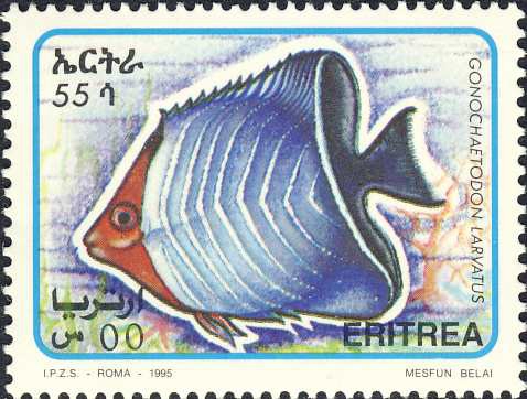 Gonochaetodon larvatus Gonochaetodon larvatus