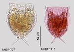 Lecane flexilis