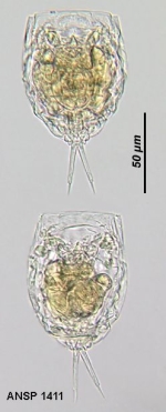 Lecane aeganea
