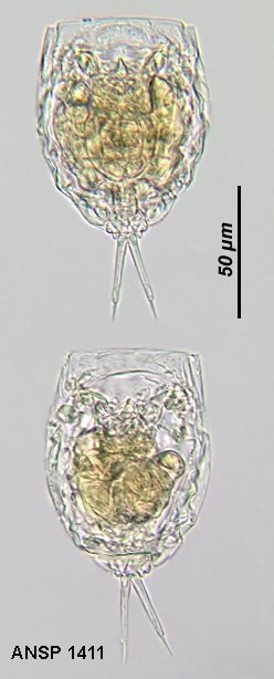 Lecane aeganea