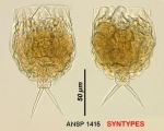 Lecane haliclysta