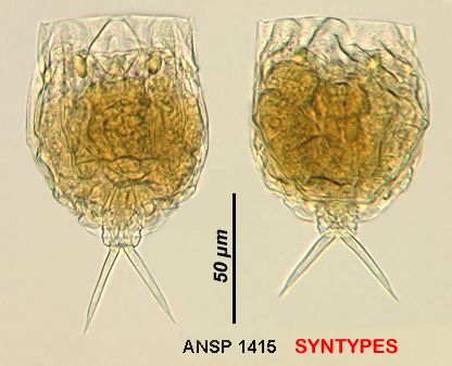 Lecane haliclysta Lecane haliclysta
