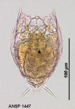 Lecane ohioensis