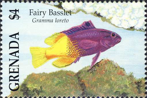 Gramma loreto Gramma loreto