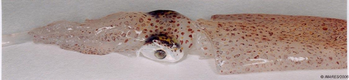 Alloteuthis subulata (Lamarck, 1798) Alloteuthis subulata (Lamarck, 1798)