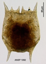 Brachionus bidentatus