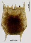 Brachionus bidentatus