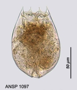 Brachionus dimidiatus