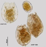 Brachionus dimidiatus f. quartarius