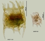 Plationus patulus