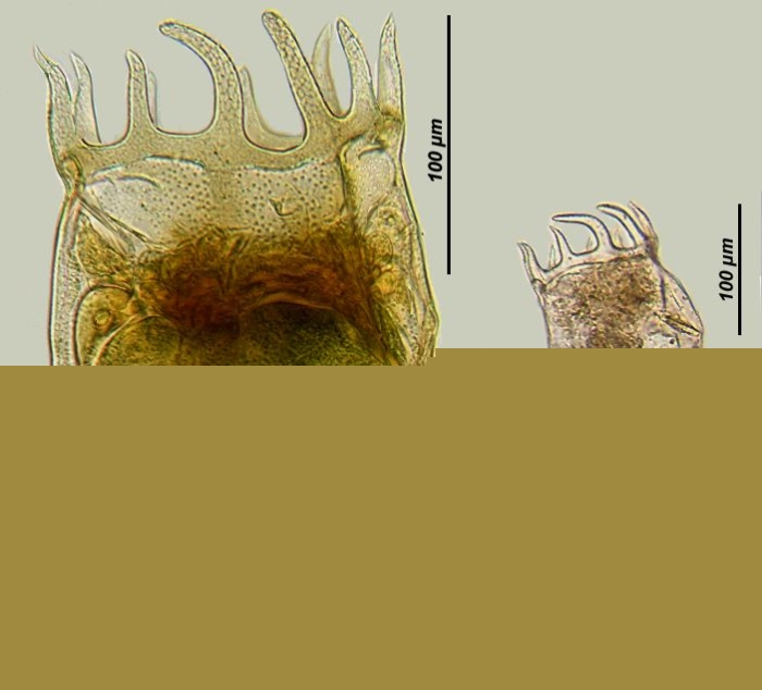 Plationus patulus