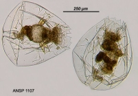 Brachionus spatiosus