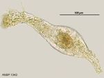 Habrotrocha collaris