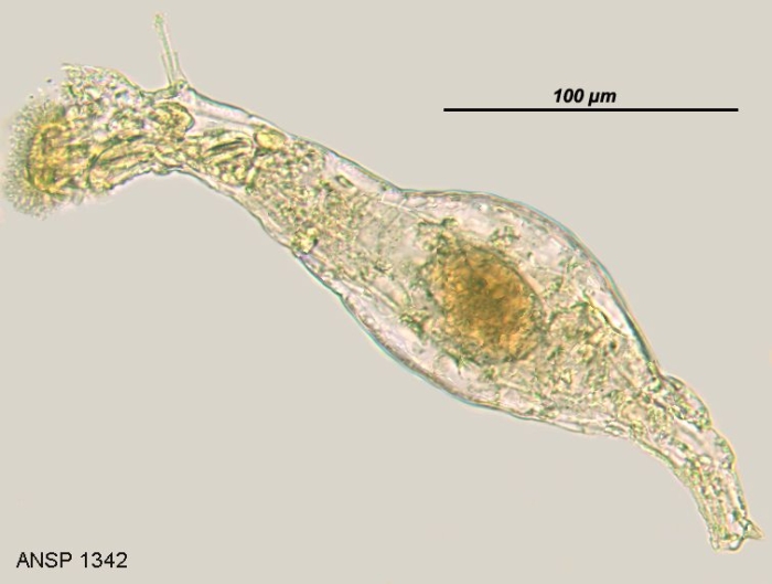 Habrotrocha collaris