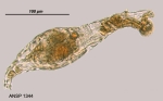 Habrotrocha constricta