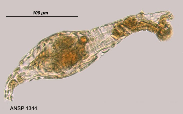 Habrotrocha constricta