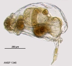 Harringia rousseleti