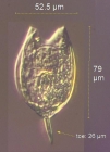 Lecane hamata