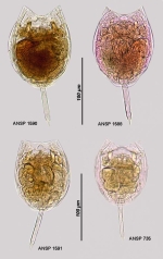 Lecane lunaris