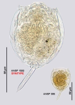 Lecane mitella