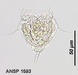 Lecane monostyla