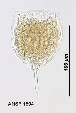 Lecane obtusa