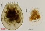 Brachionus pterodinoides