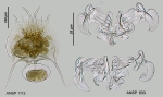 Brachionus quadridentatus