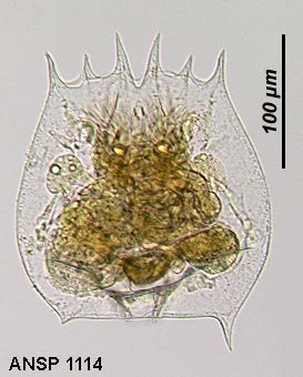 Brachionus quadridentatus f. rhenanus