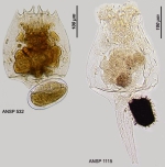 Brachionus leydigii