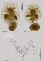 Brachionus rubens