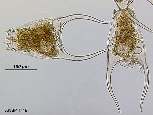 Brachionus satanicus