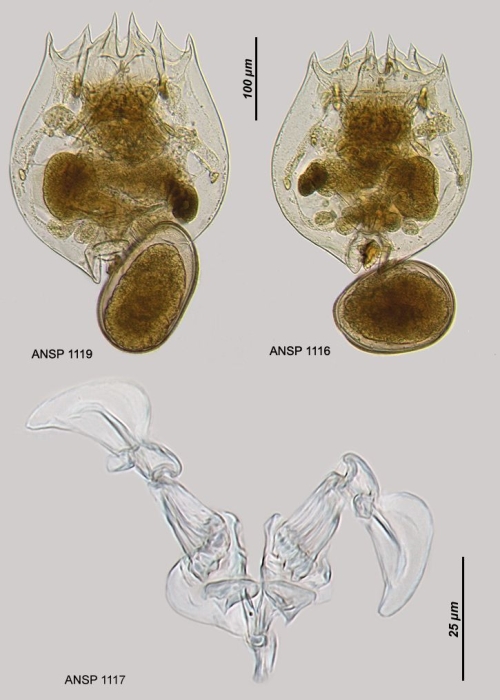 Brachionus rubens