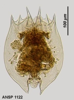 Brachionus variabilis