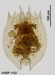 Brachionus variabilis