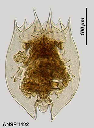 Brachionus variabilis
