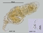 Bryceella stylata