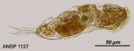 Cephalodella apocolea