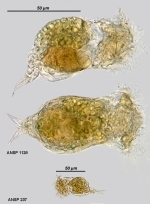 Cephalodella auriculata