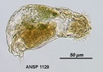 Cephalodella catellina
