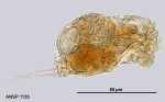 Cephalodella galbina