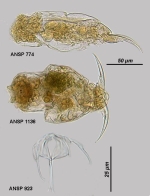 Cephalodella forficula